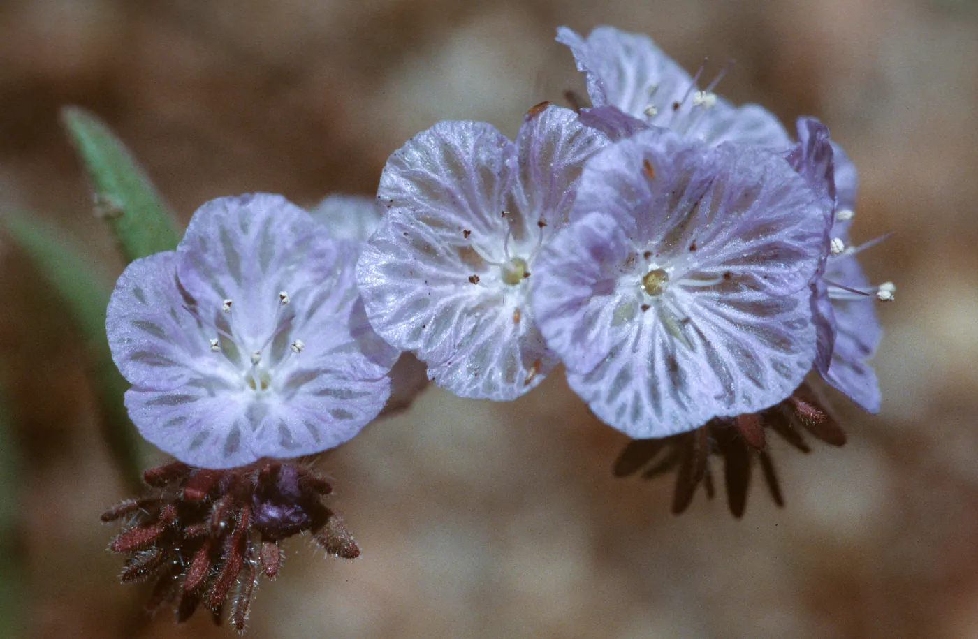 Phacelia exilis, Mutau Road
