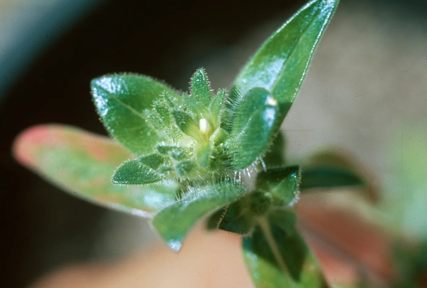 Collomia grandiflora, cleistogamous flower