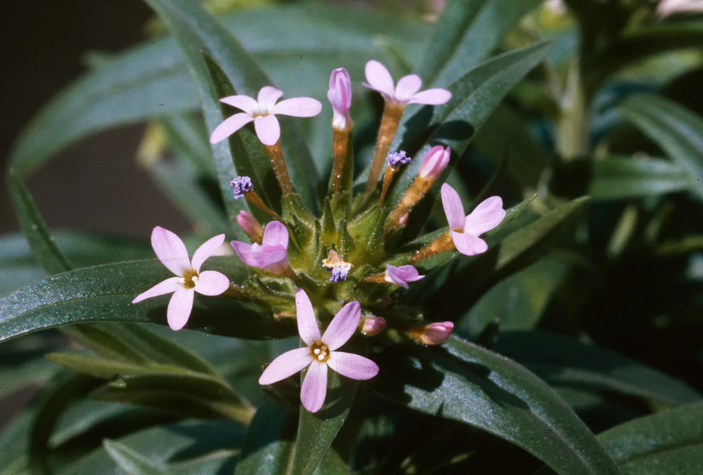 Collomia linearis