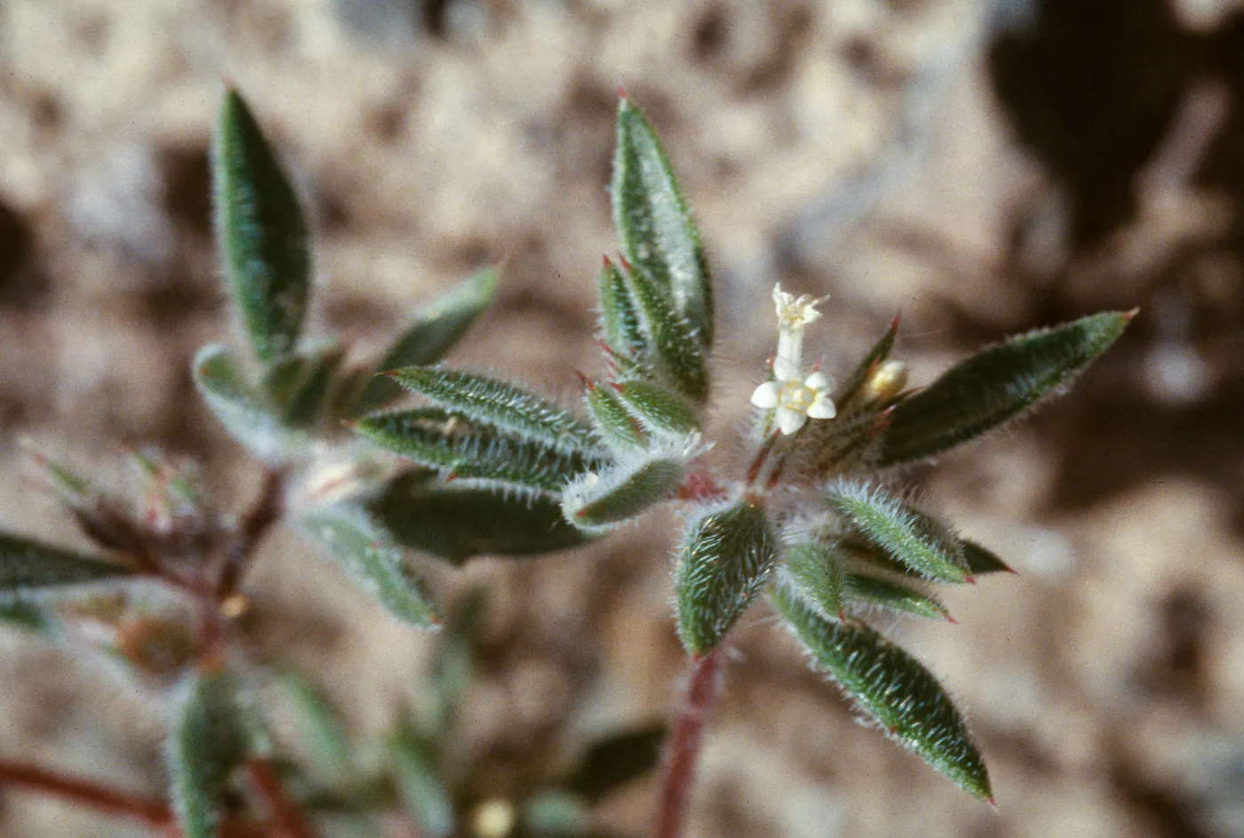 Loeseliastrum depressum, Deep Springs Valley