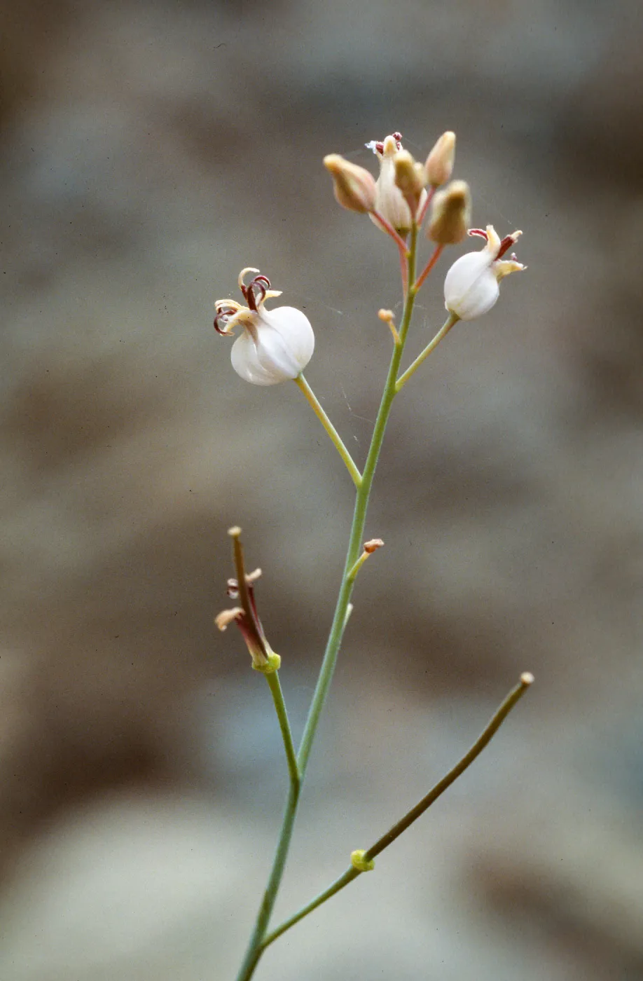 Caulanthus amplexicaulis barbarae, Figueroa Mtn.