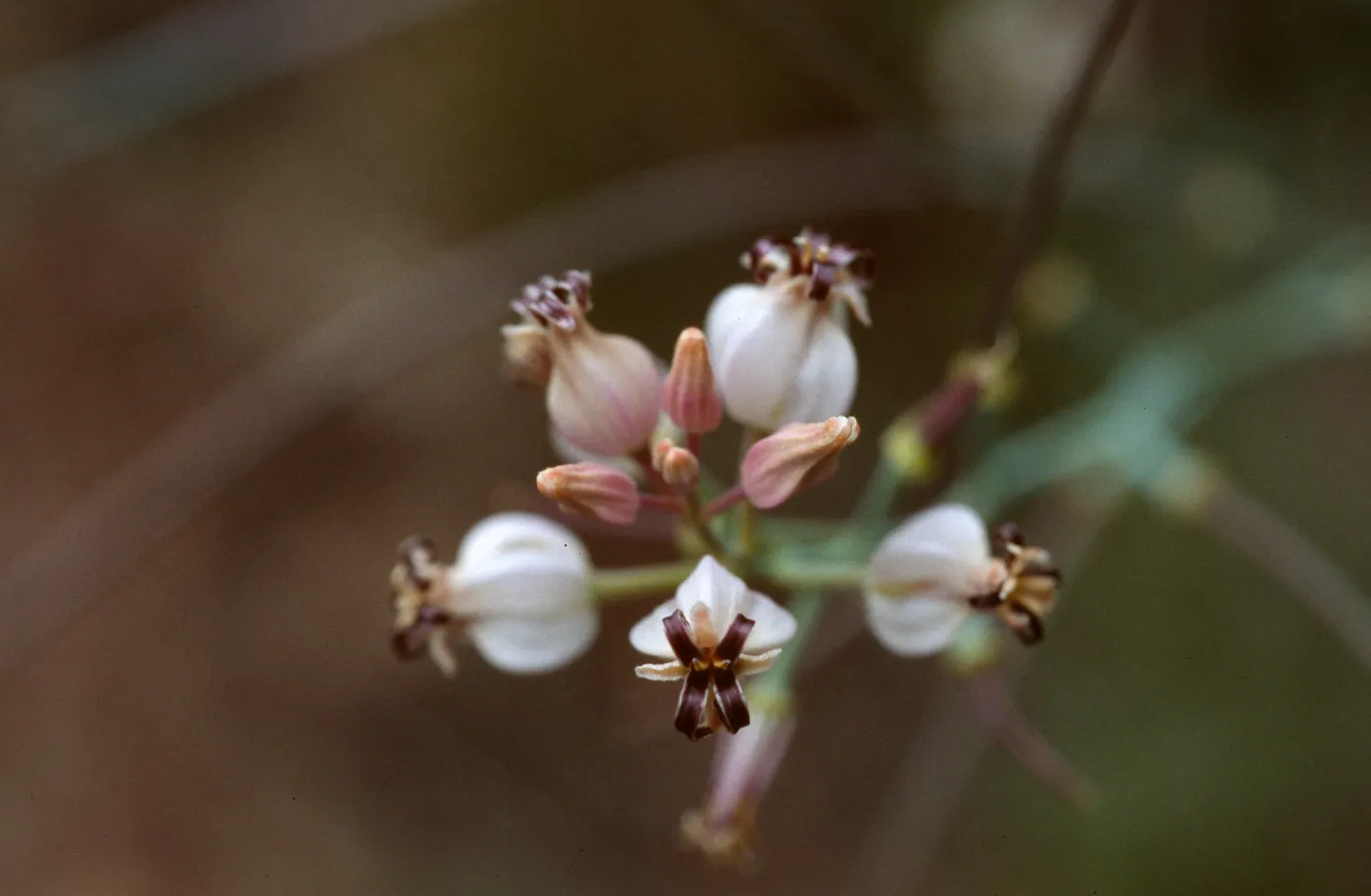 Caulanthus amplexicaulis barbarae, Figueroa Mtn.