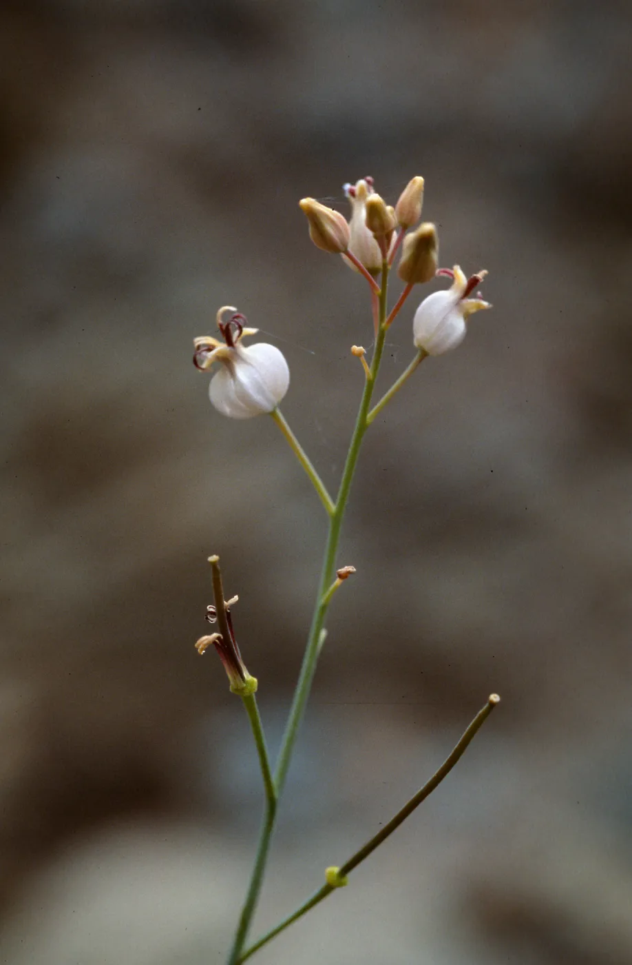 Caulanthus amplexicaulis barbarae, Figueroa Mtn.