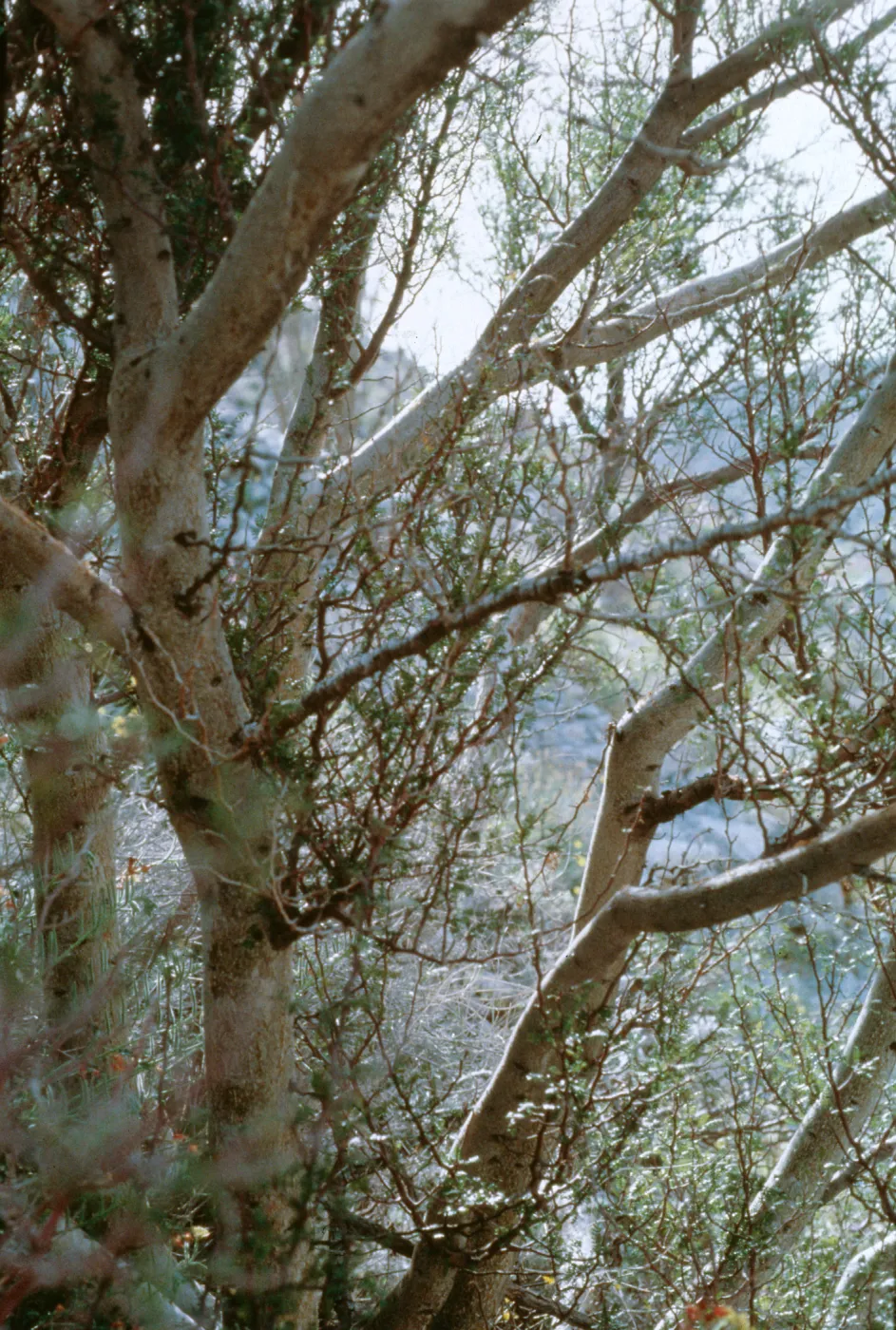 Bursera microphylla, Indian Girl Canyon