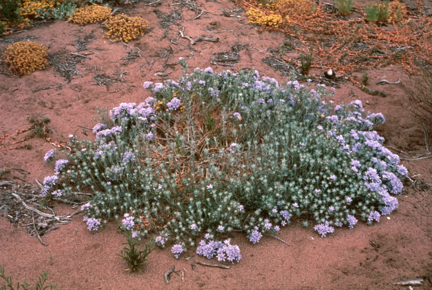 Eriastrum densifolium, dunes at VAFB, Shuman Creek
