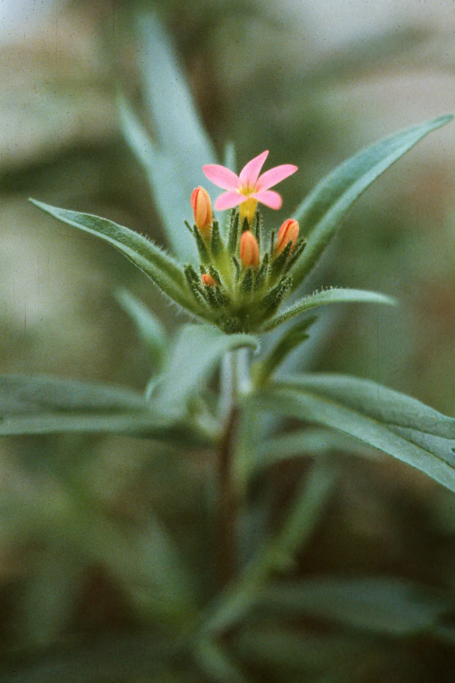 Collomia biflora, UC Botanic Garden, Berkeley