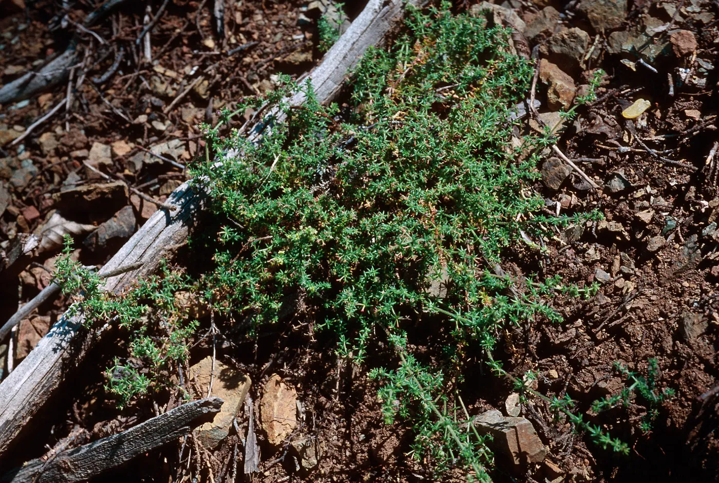Galium hardhamiae, Las Berros creek, Santa Lucia Mountains, Monterey County