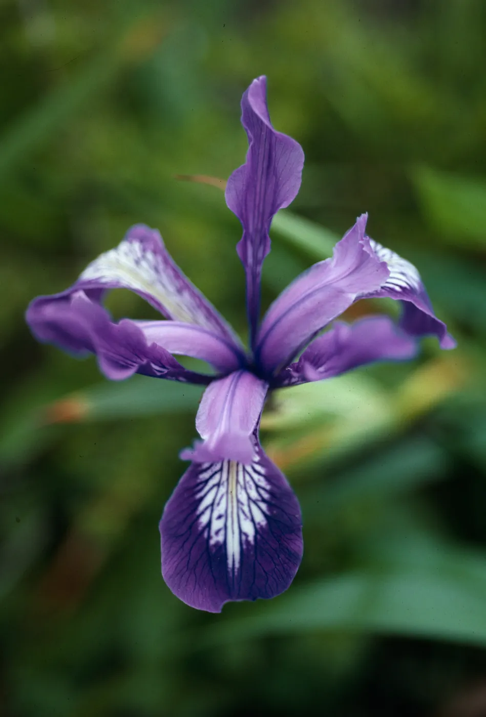 Iris douglasiana, Pt. Reyes