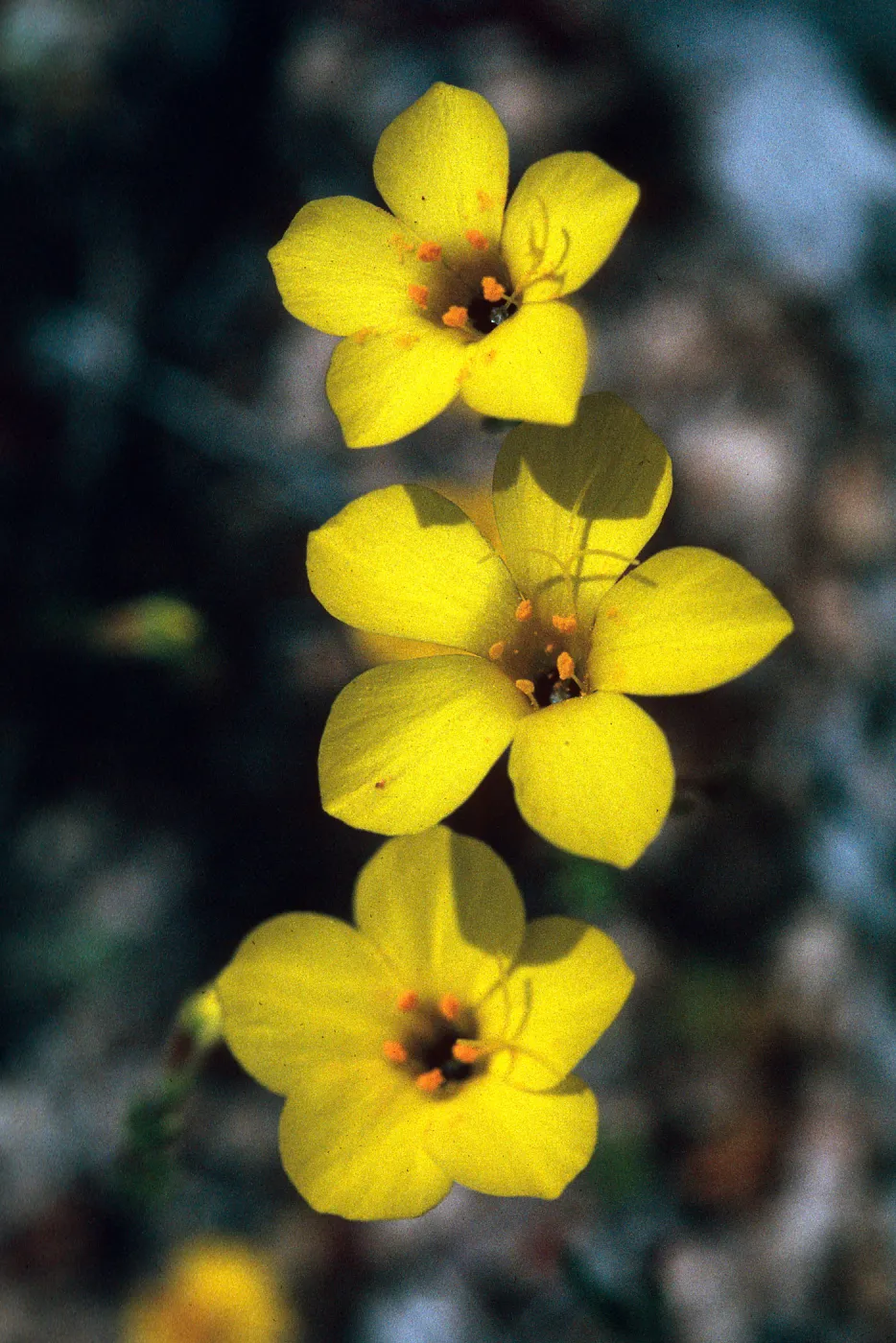 Linanthus aureus, Ballinger Canyon