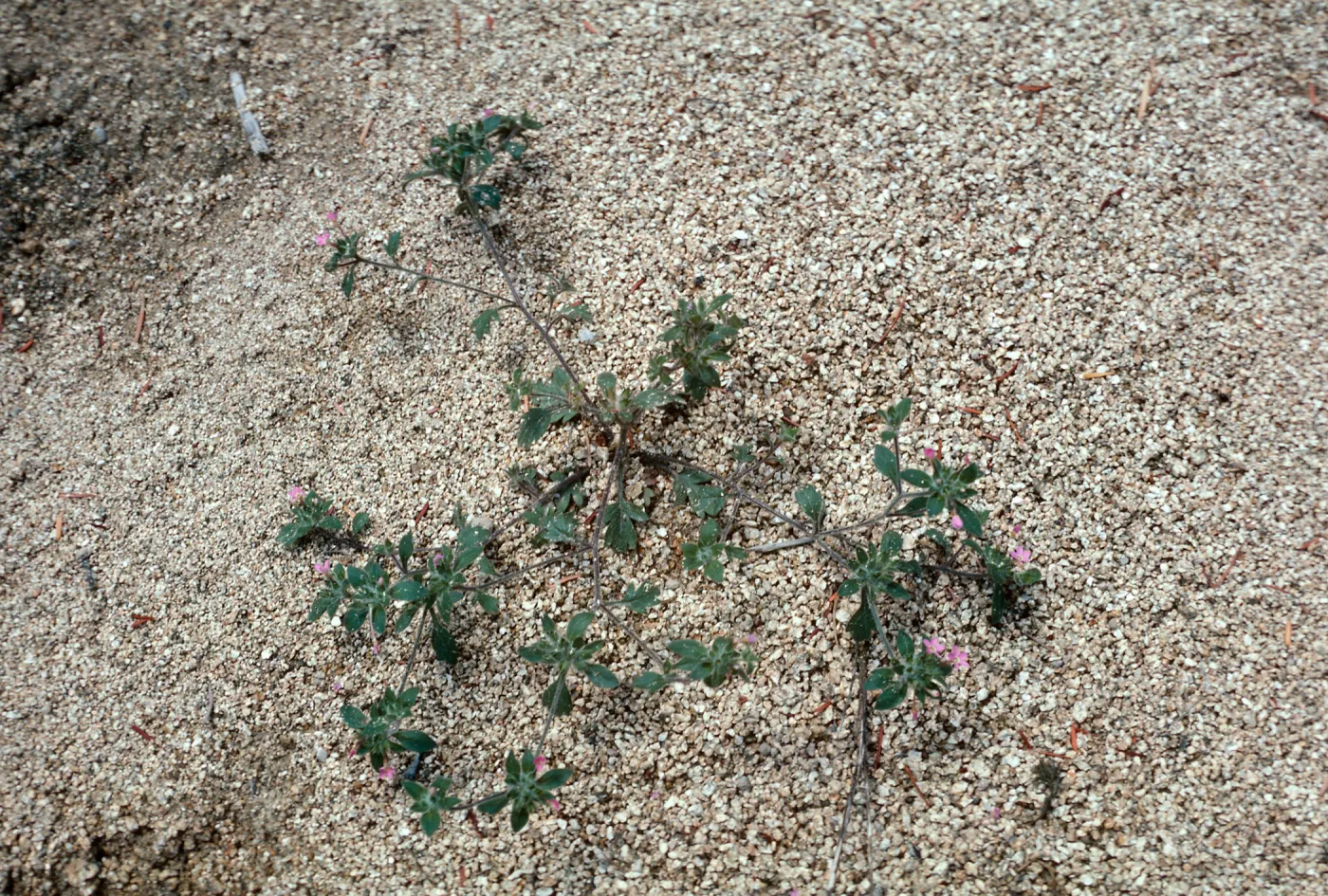 Collomia heterophylla