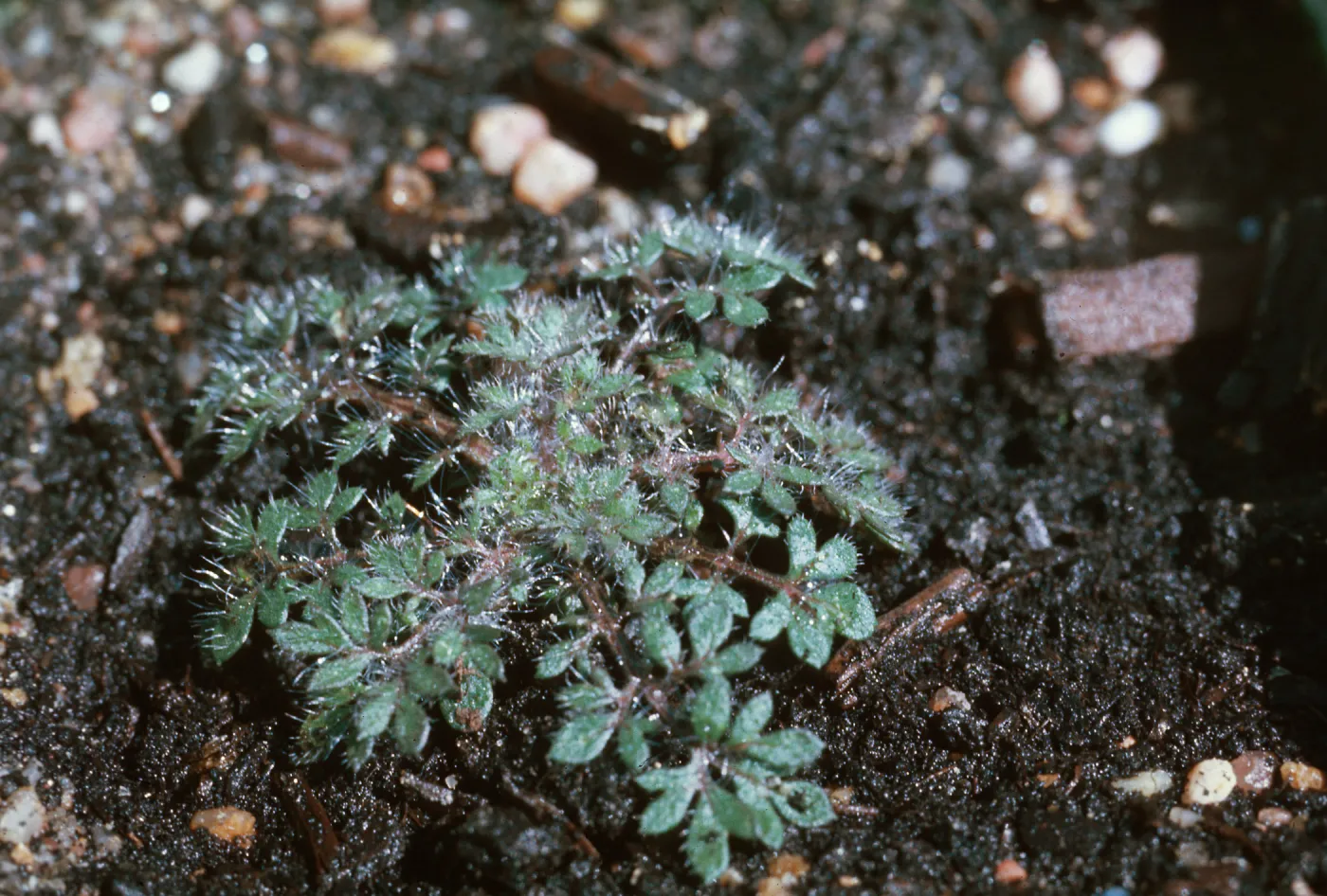 Collomia heterophylla, plant in greenhouse pot