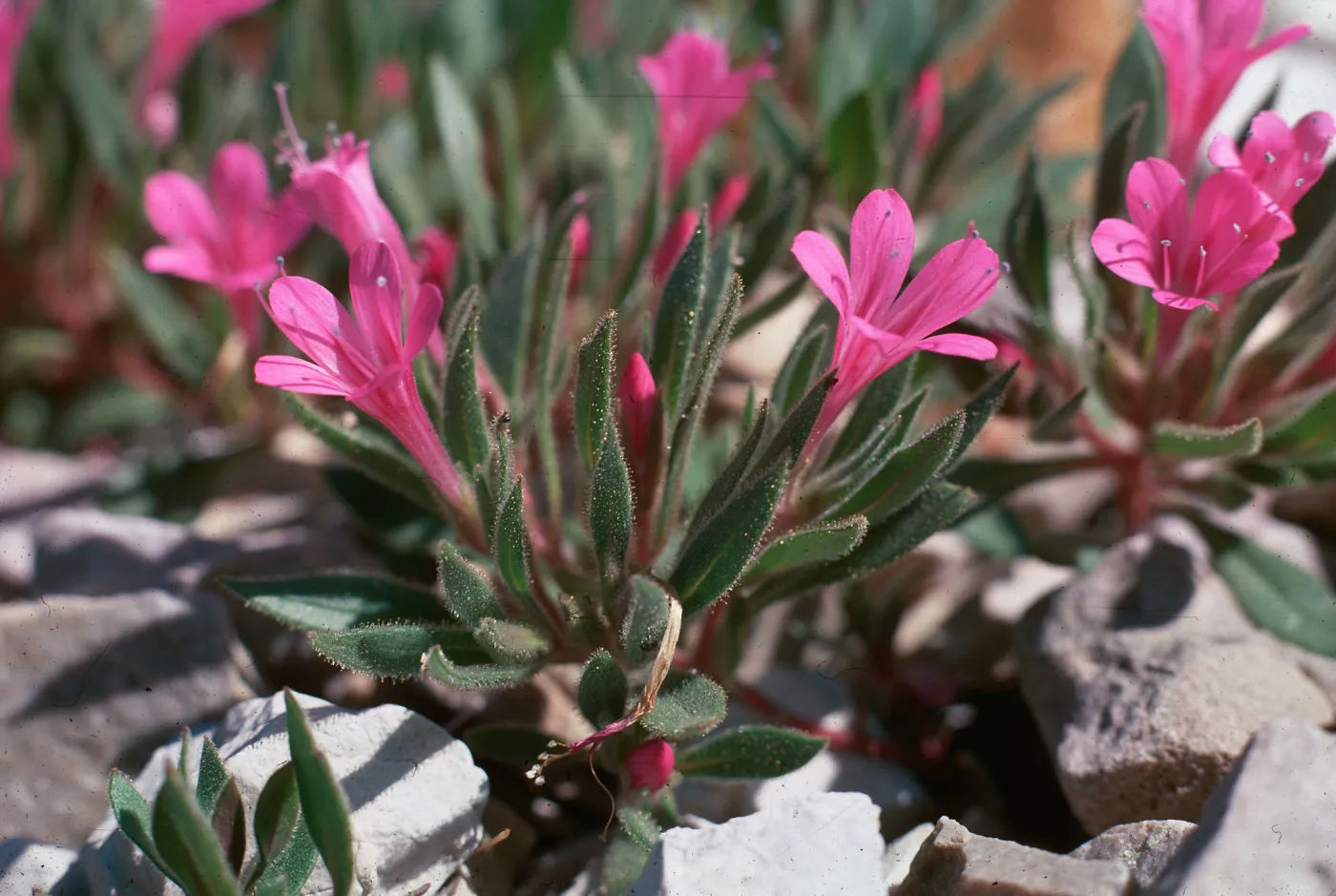 Collomia debilis var. ipomeca, East of Afton, WY