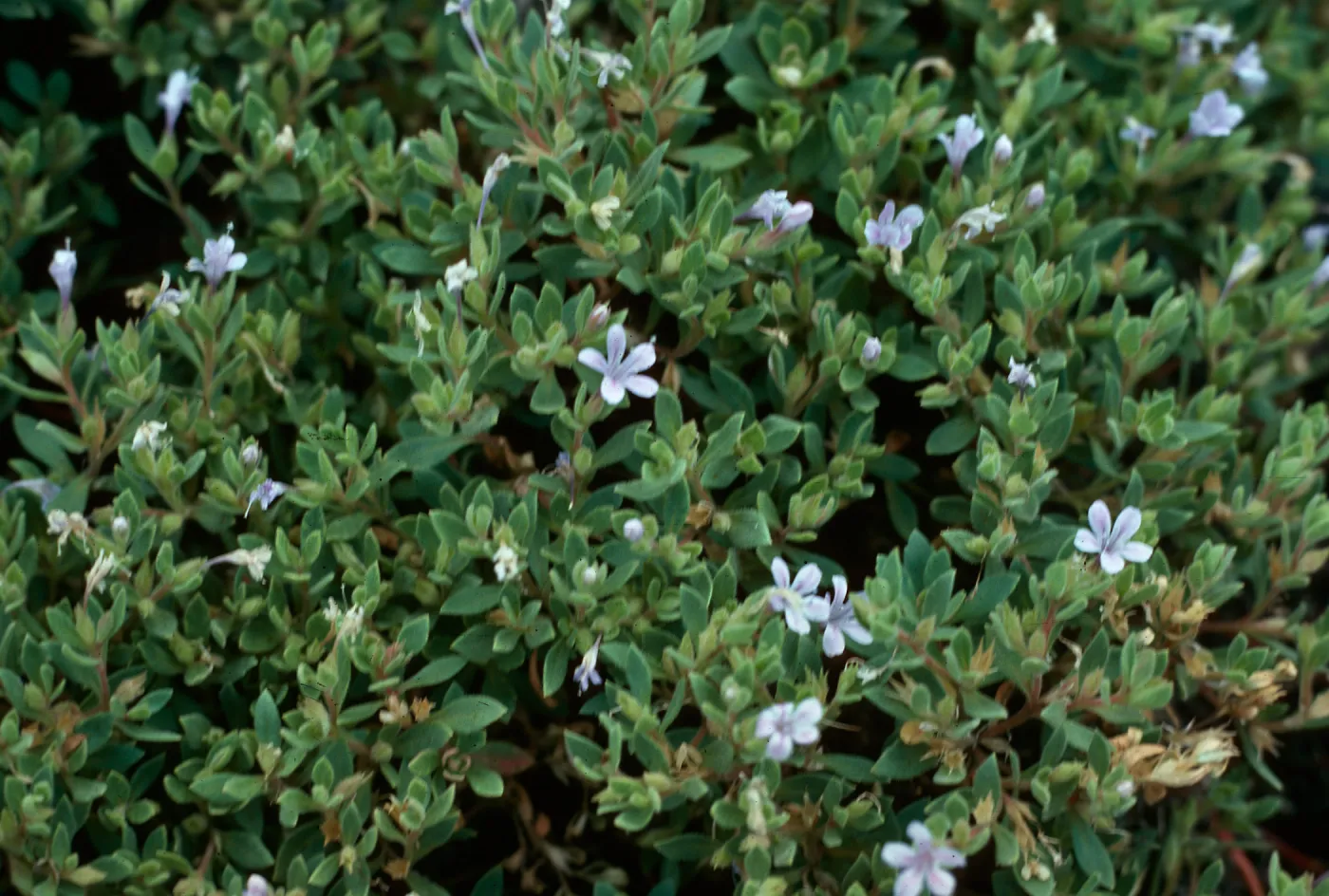 Collomia debilis camporum, Ravalli County, MT