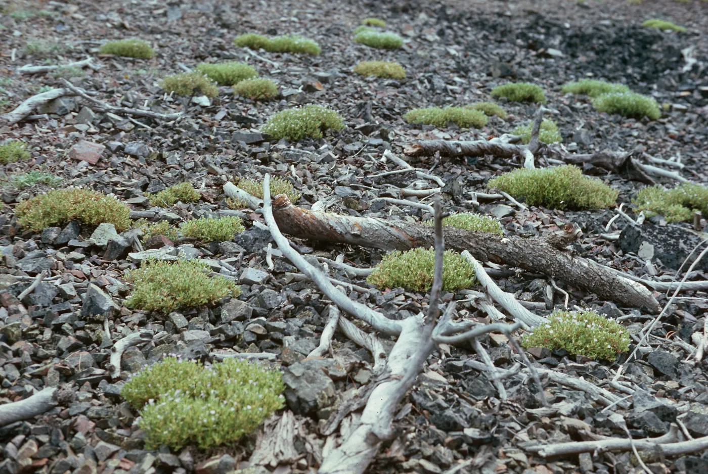Collomia debilis camporum, Ravalli County, MT