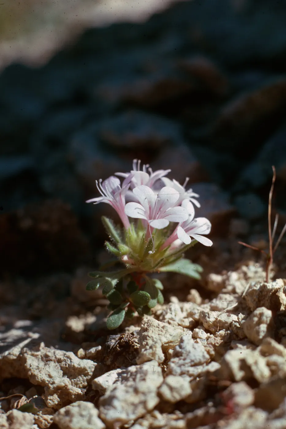 Collomia debilis var. debilis, Idaho