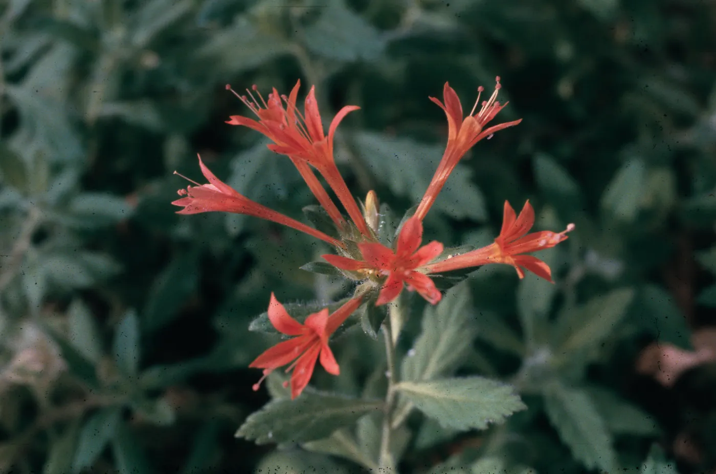 Collomia rawsoniana, Chilkoot Creek