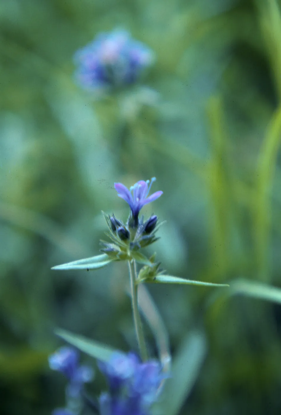 Collomia mazana, Union County, Oregon