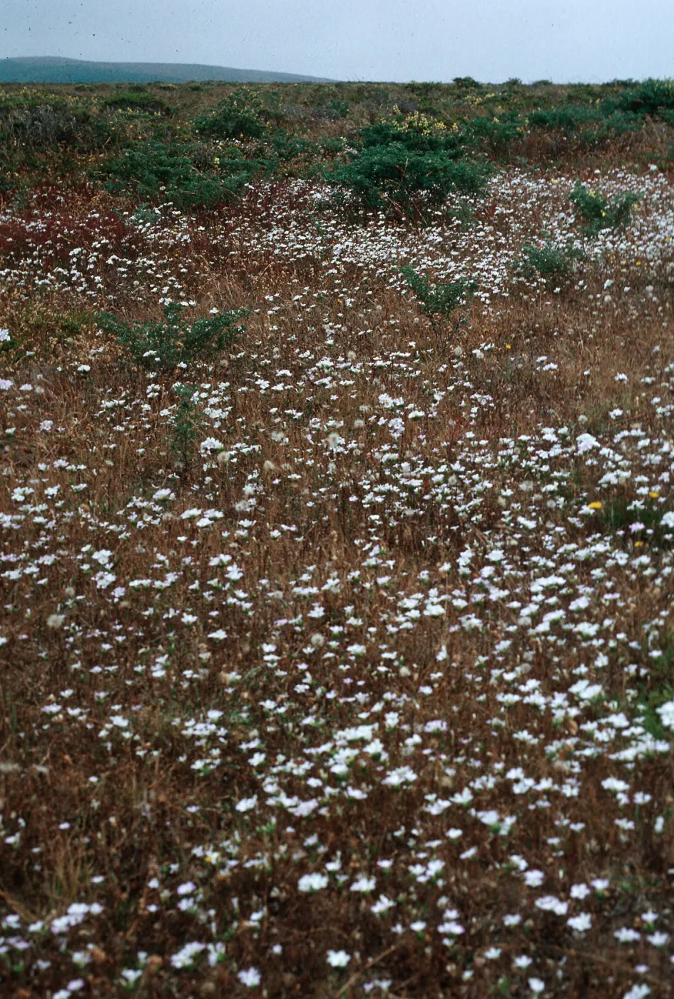 Linanthus grandiflorus, Polemonaceae, Pt. Reyes