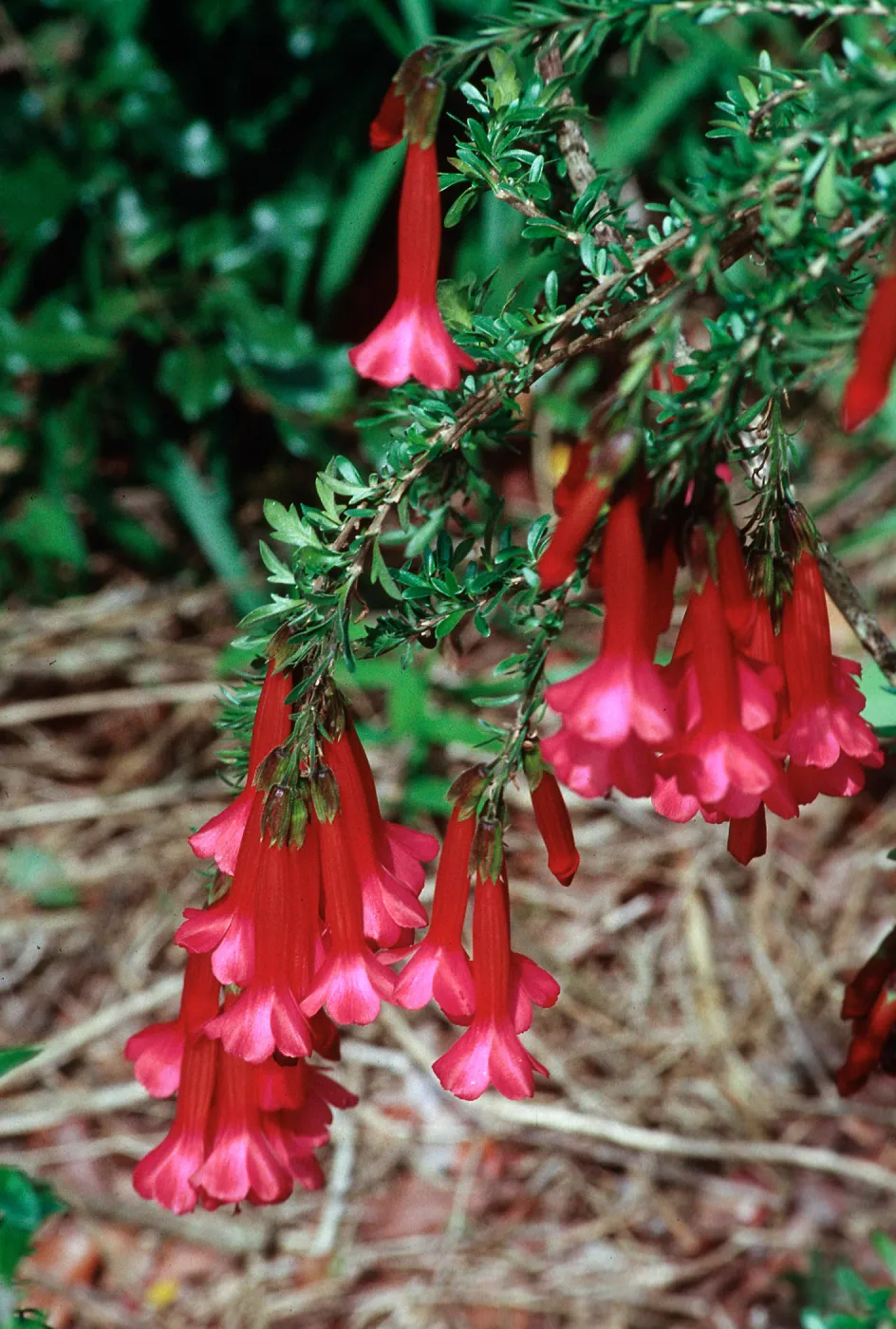 Cantua buxifolia, UC Botanic Garden, Berkeley
