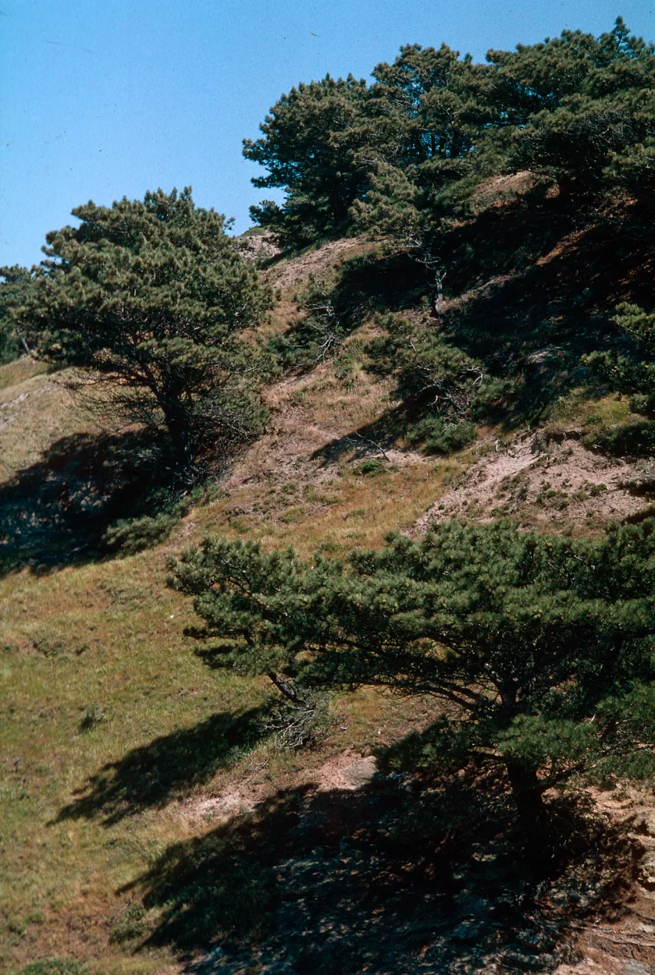 Pinus torreyana, Santa Rosa Island