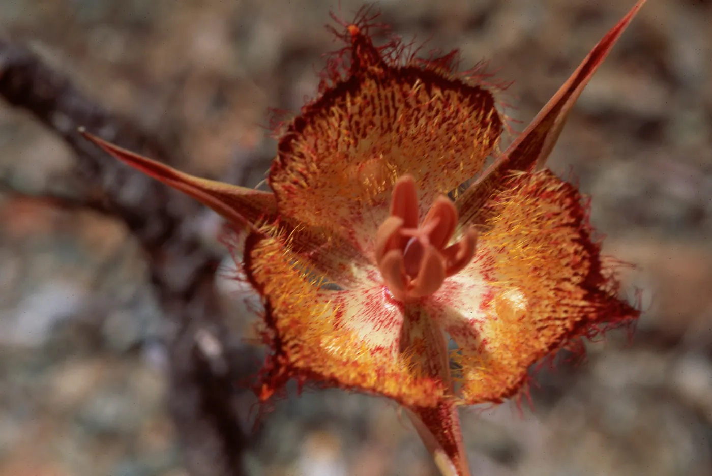Calochortus weedii ssp. vestus, Santa Ynez Mountains, SBA