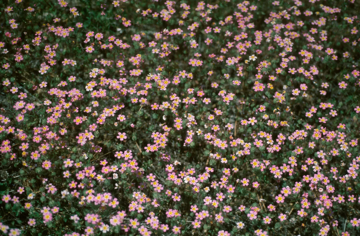 Linanthus montanus, Giant Forest, Sequoia NP