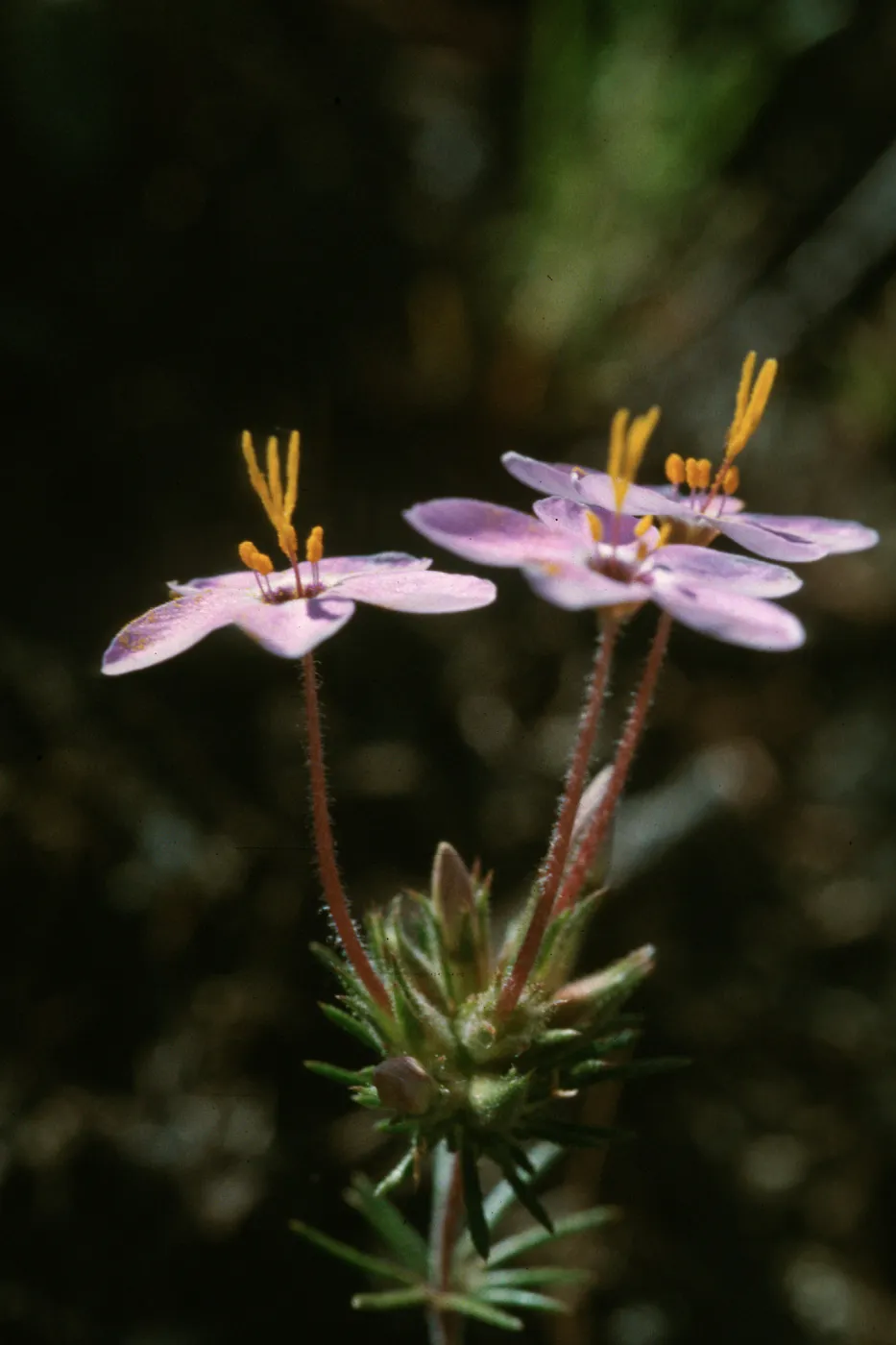 Linanthus parviflorus, Figueroa Mtn.