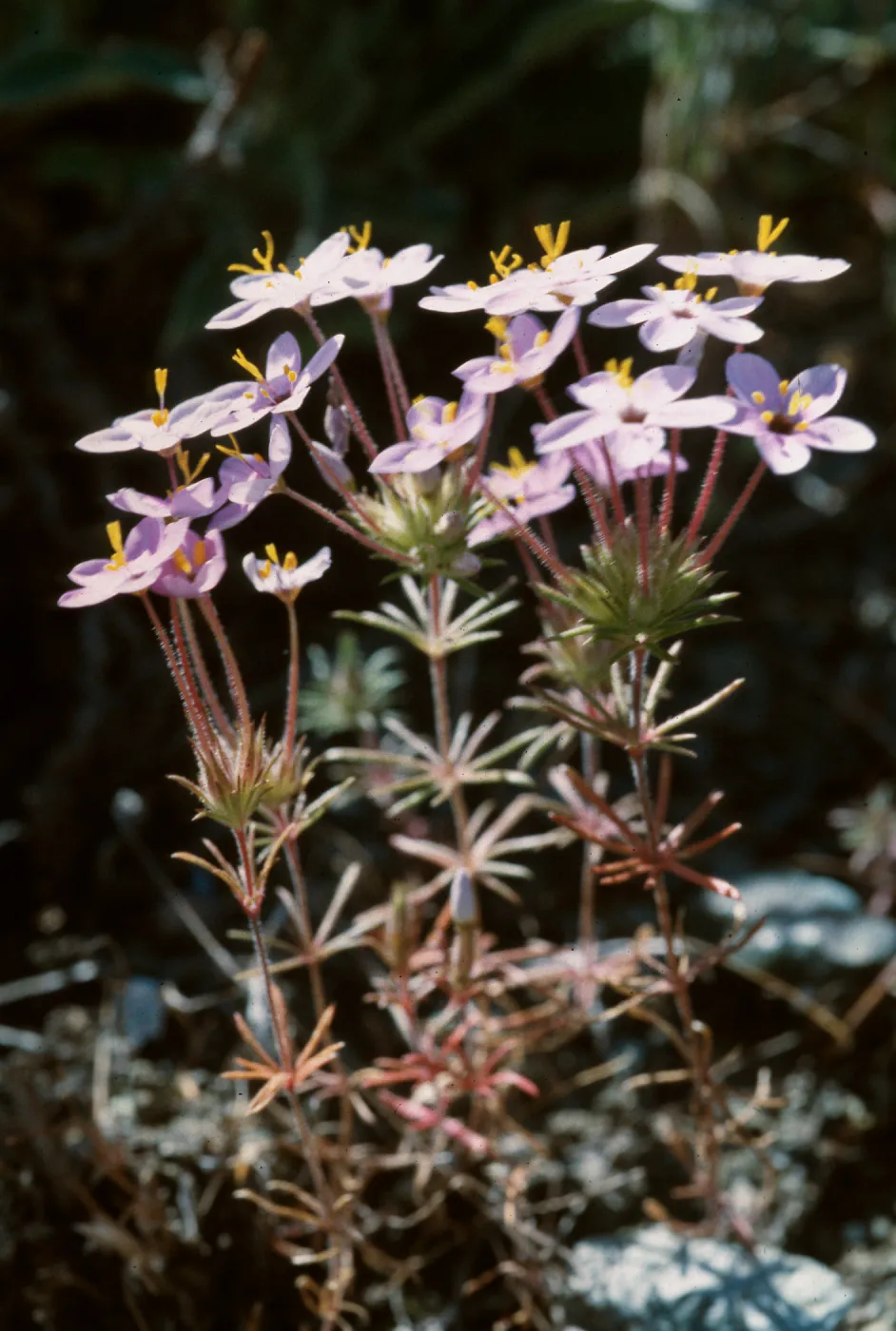 Linanthus parviflorus, Figueroa Mtn.