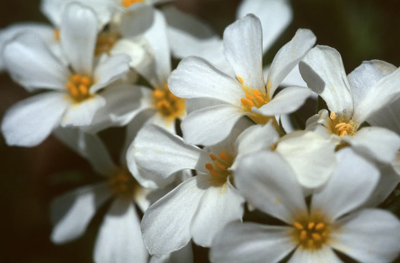 Linanthus pachyphyllus