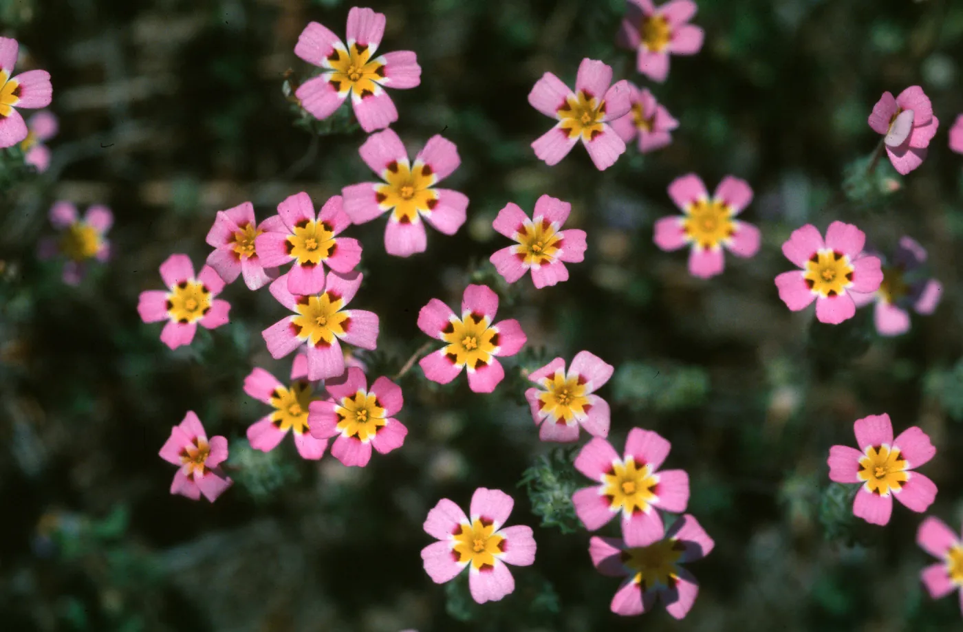 Linanthus montanus, Giant Forest, Sequoia National Park