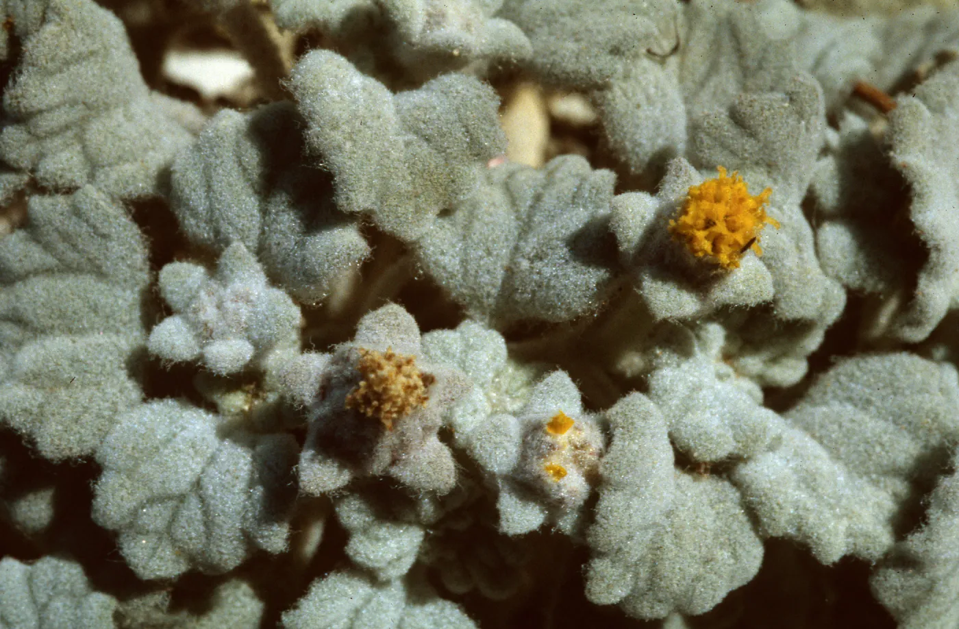 Psathyrotes ramosissima