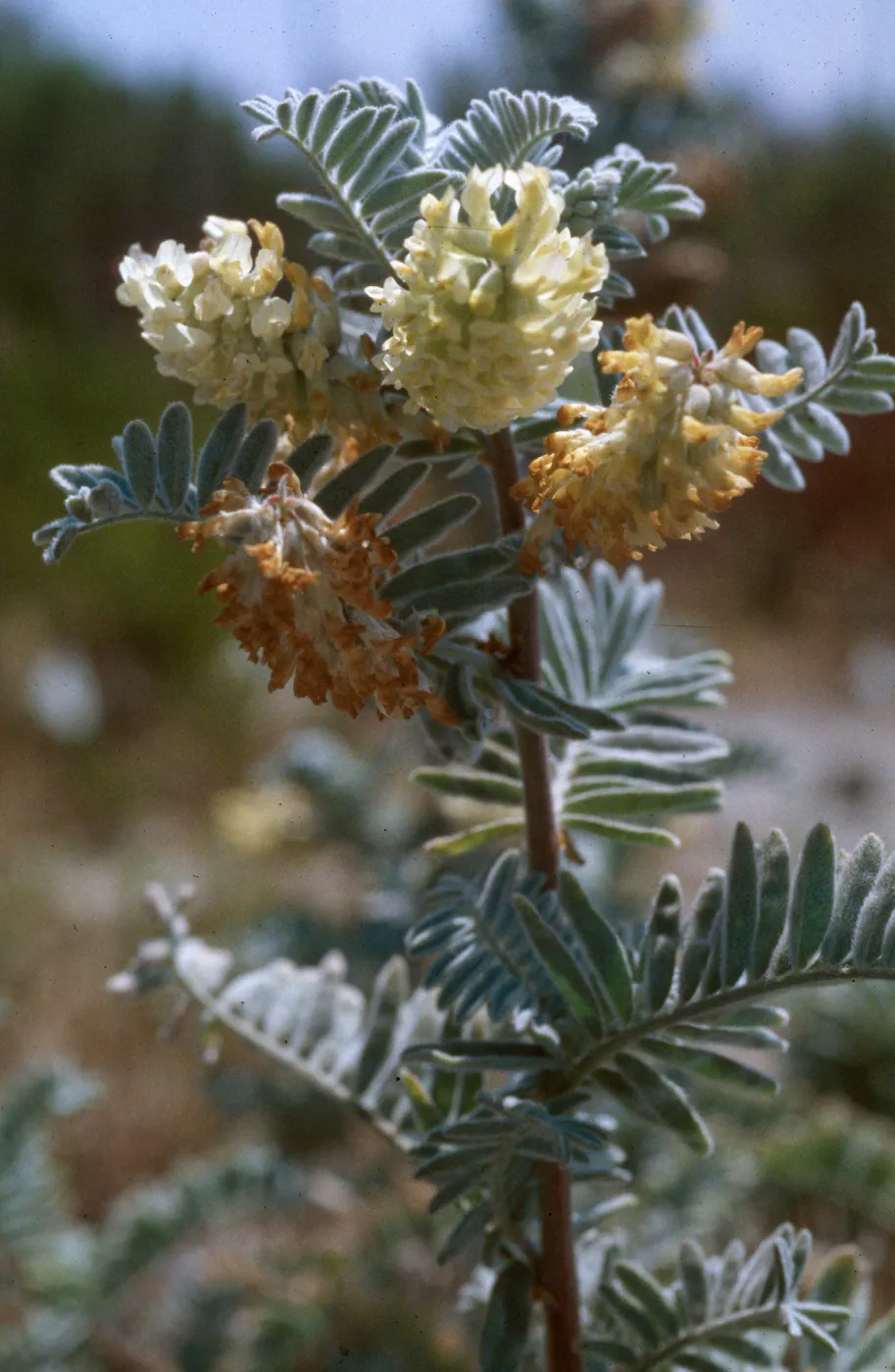 Astragalus pycnostachyus lanosissimus
