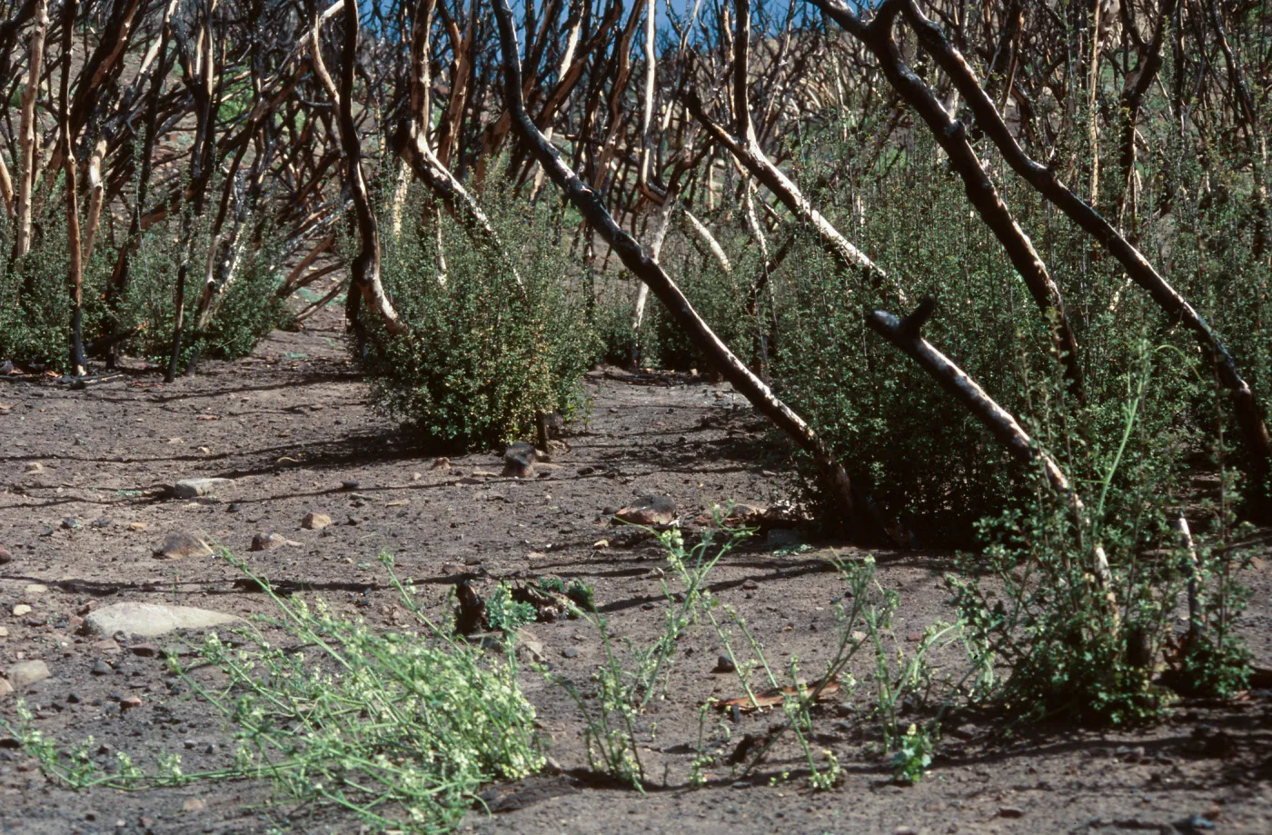 chaparral fire recovery, Wolf fire, Derrydale Creek