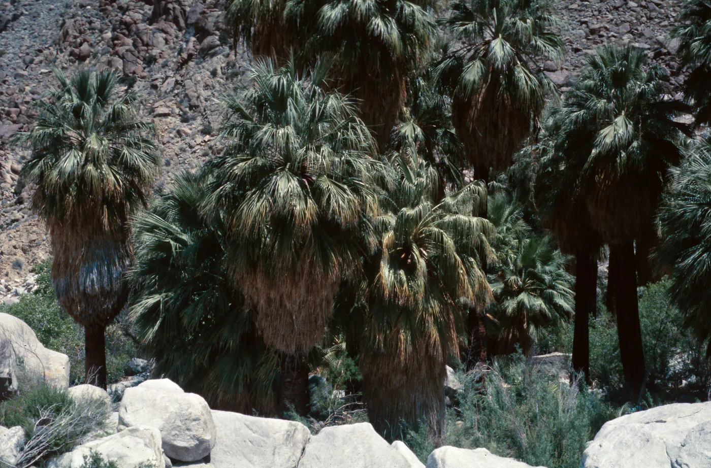 Washingtonia, 49 Palms Oasis, Joshua Tree NMt