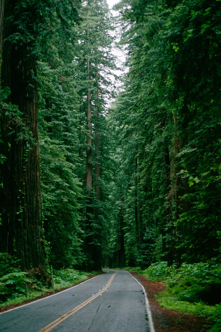 Sequoia (Coast Redwood), Mather Grove, Redwood Highway 