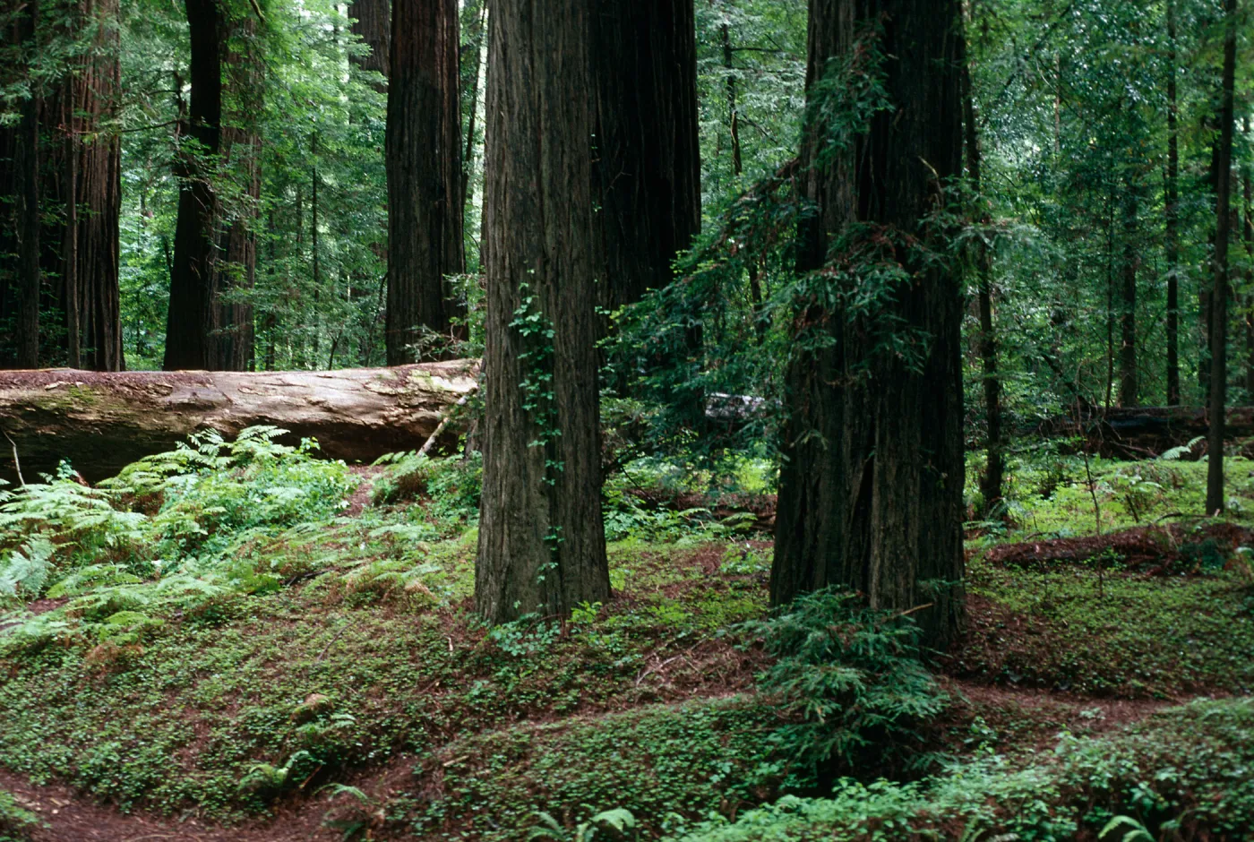 Sequoia, Redwoods (Coast Redwood)