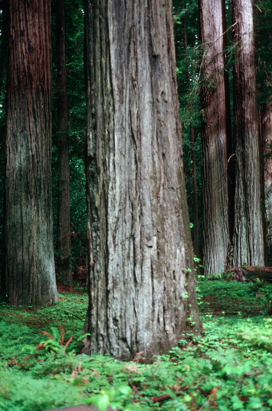 Sequoia,Coast Redwoods, Humboldt Redwoods State Park
