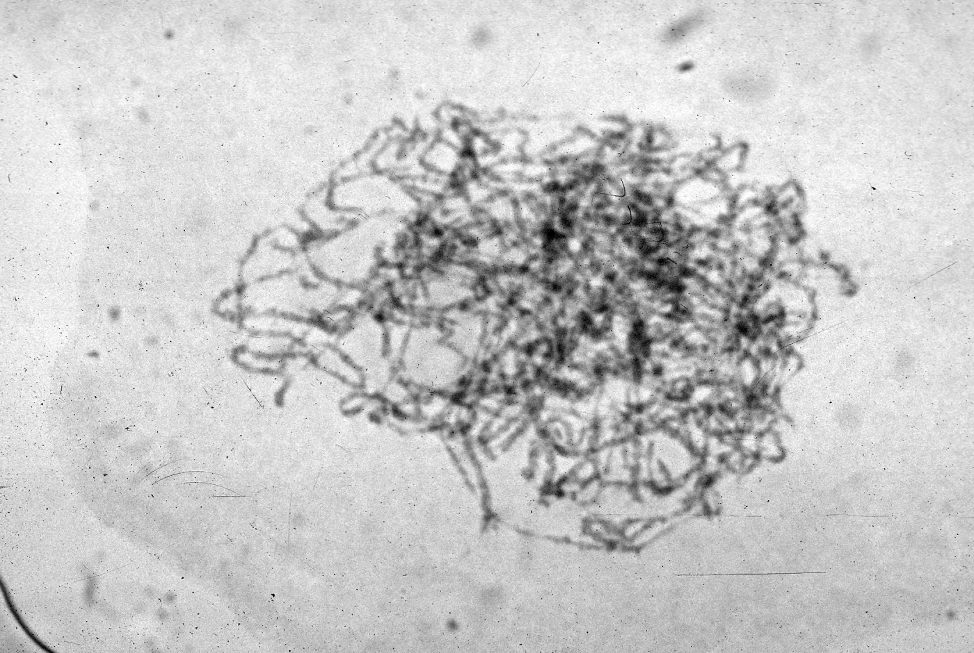 slides of meiosis in Paeonia, Paeonia californica, zygotene