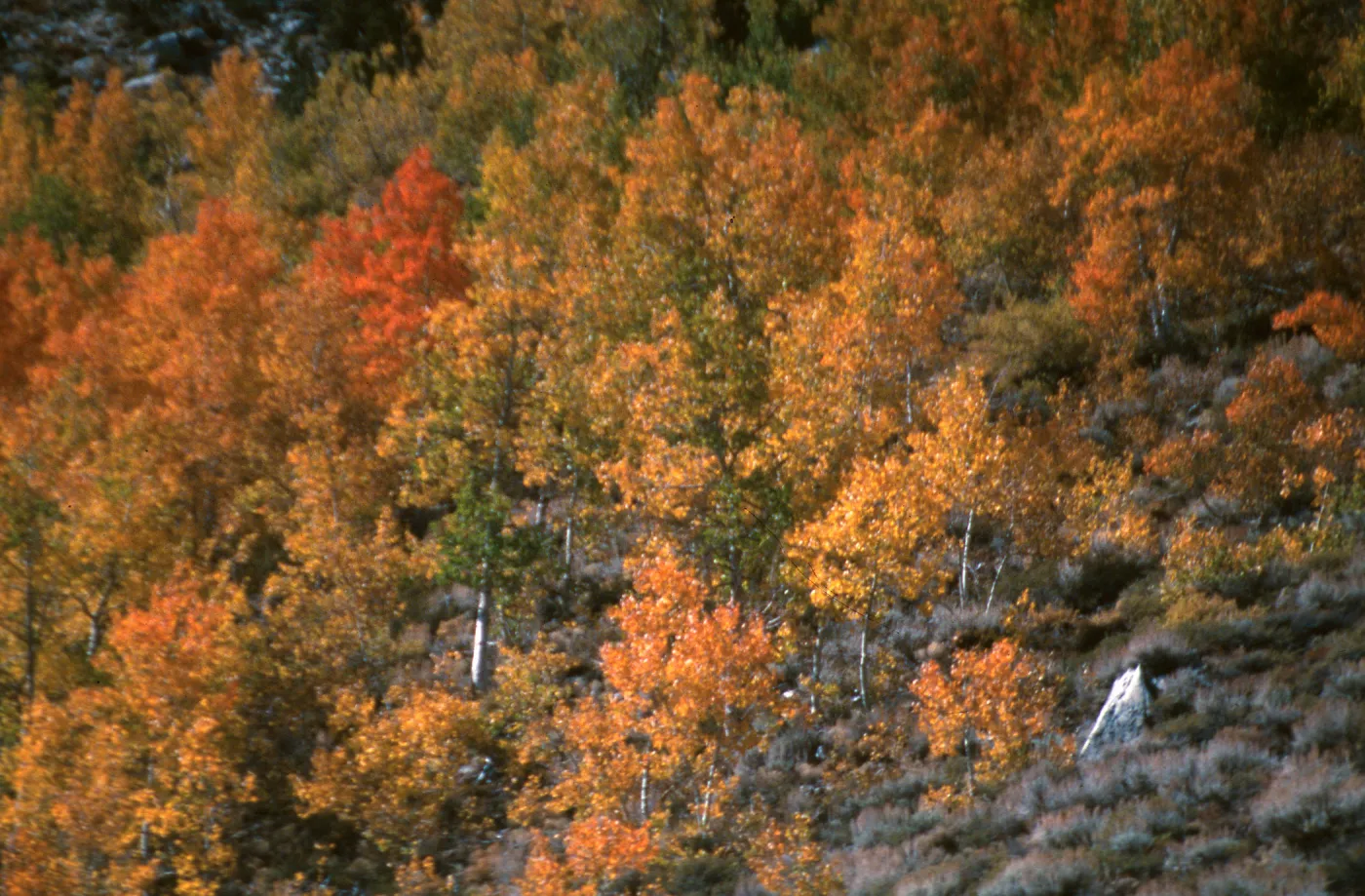 Populus tremuloides, Rock Creek, October, 2003