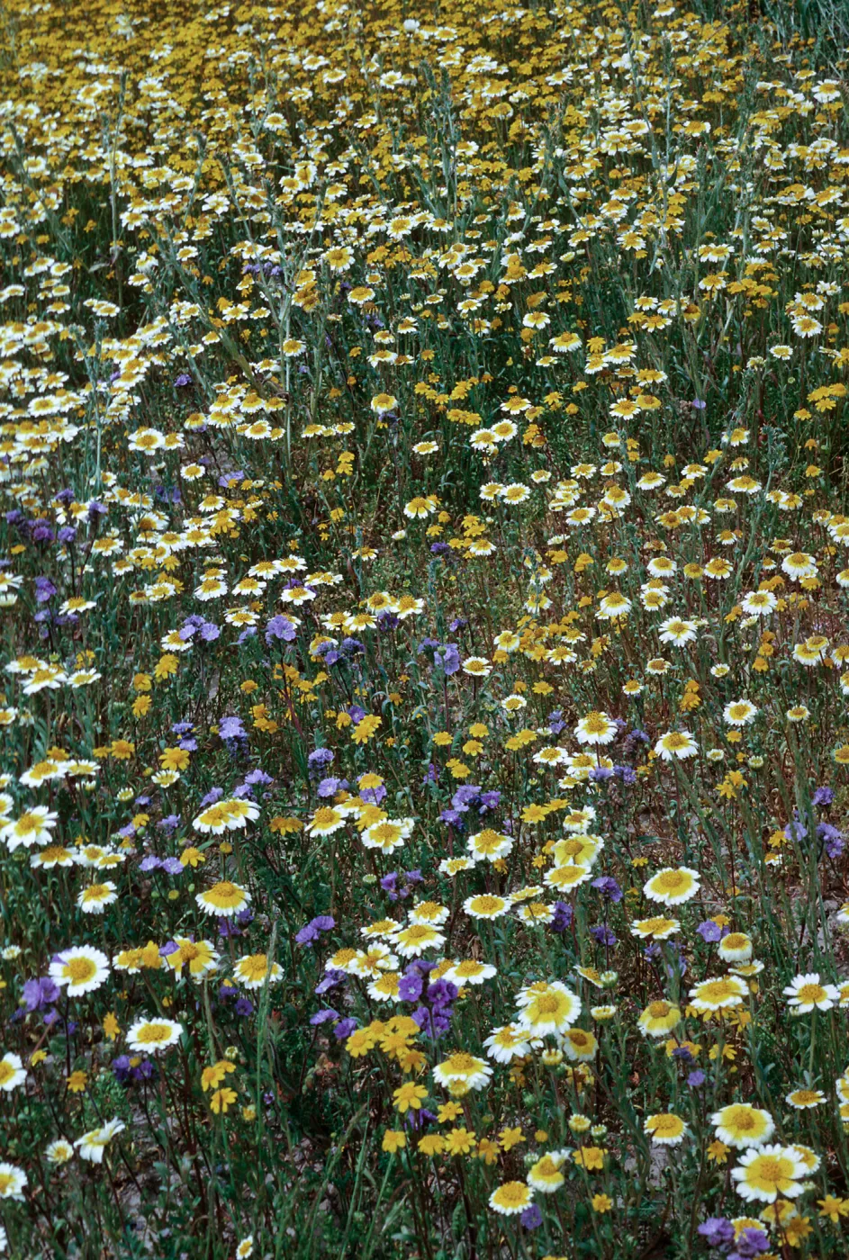 Phacelia, Layia (tidy tips), Lasthenia (goldfields), Carrizo Plain
