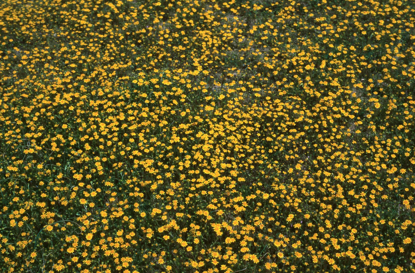 Castilleja, Klipstein Canyon, San Emigdio Range