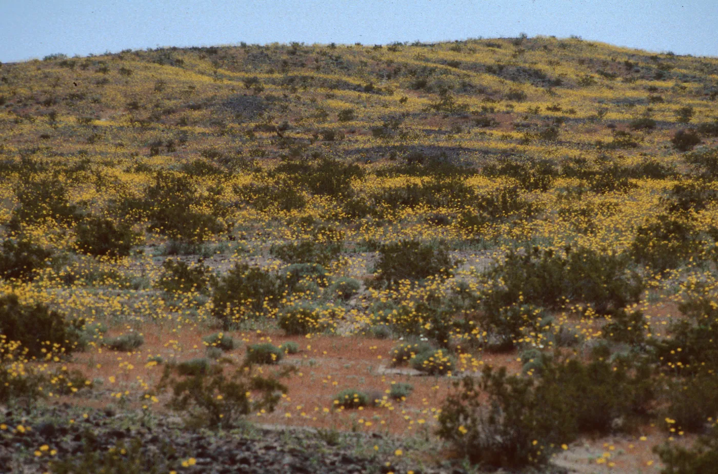 Platystemon californicus, Ozena Campground