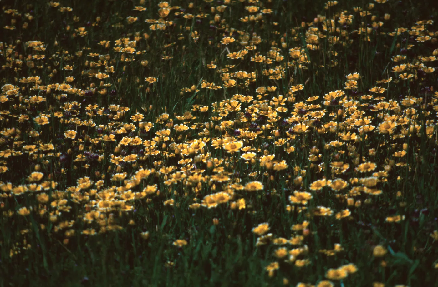 Layia platyglossa, Fort Hunter Liggett