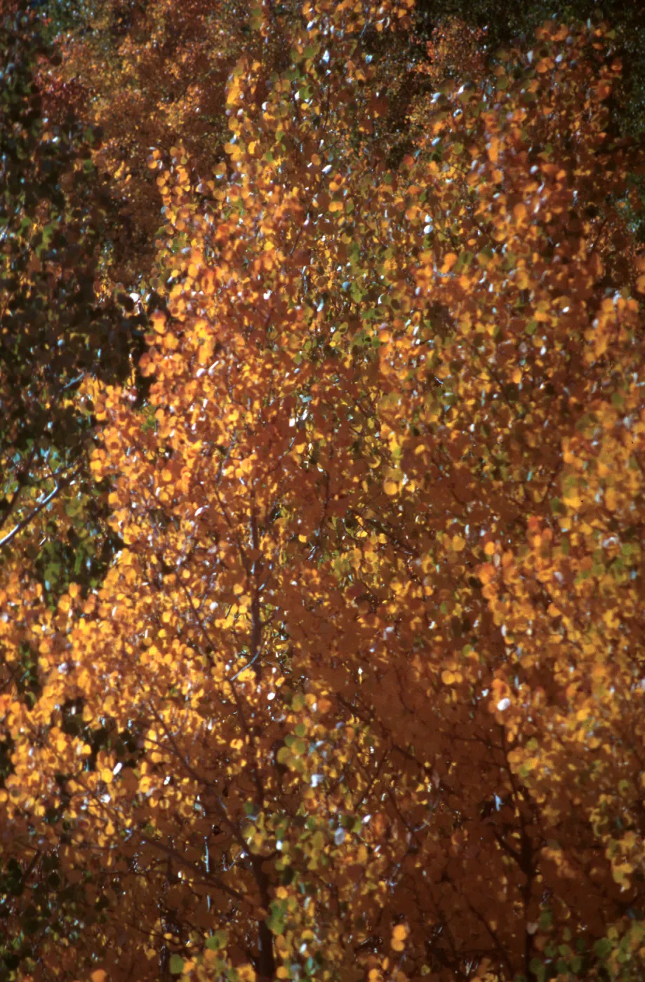 Populus tremuloides, Rock Creek, October, 2003