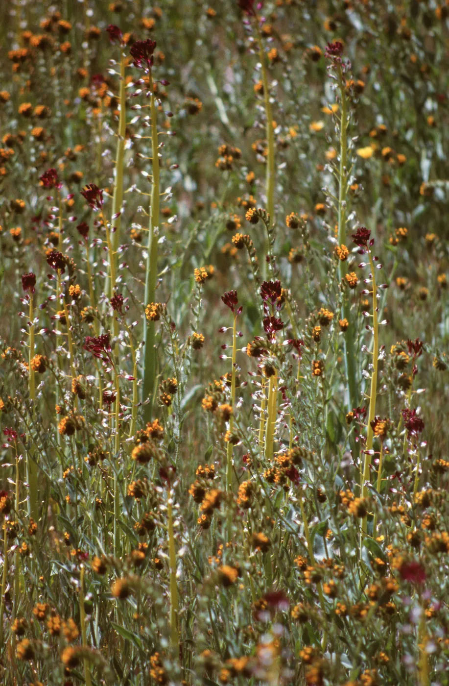 Ceanothus (California Lilac) - Amsinckia (Fiddleneck), display, Carrizo Plains 