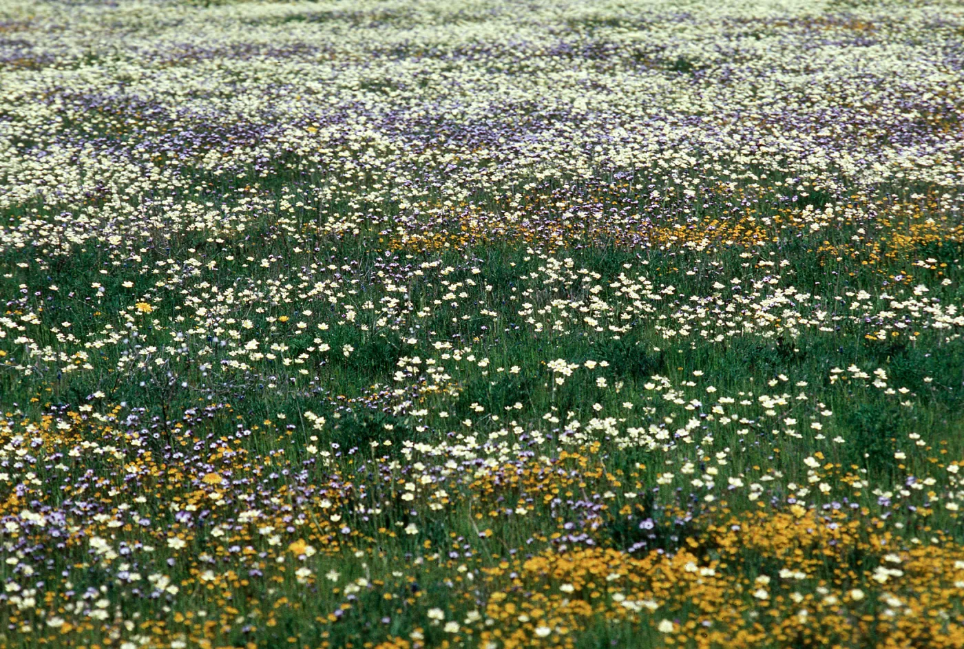 Platystemon, Gilia tricolor, Lasthenia, Bear Valley