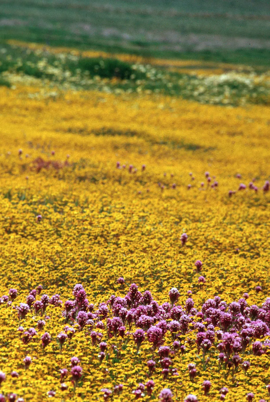 Castilleja, Lasthenia, Carrizo Plain