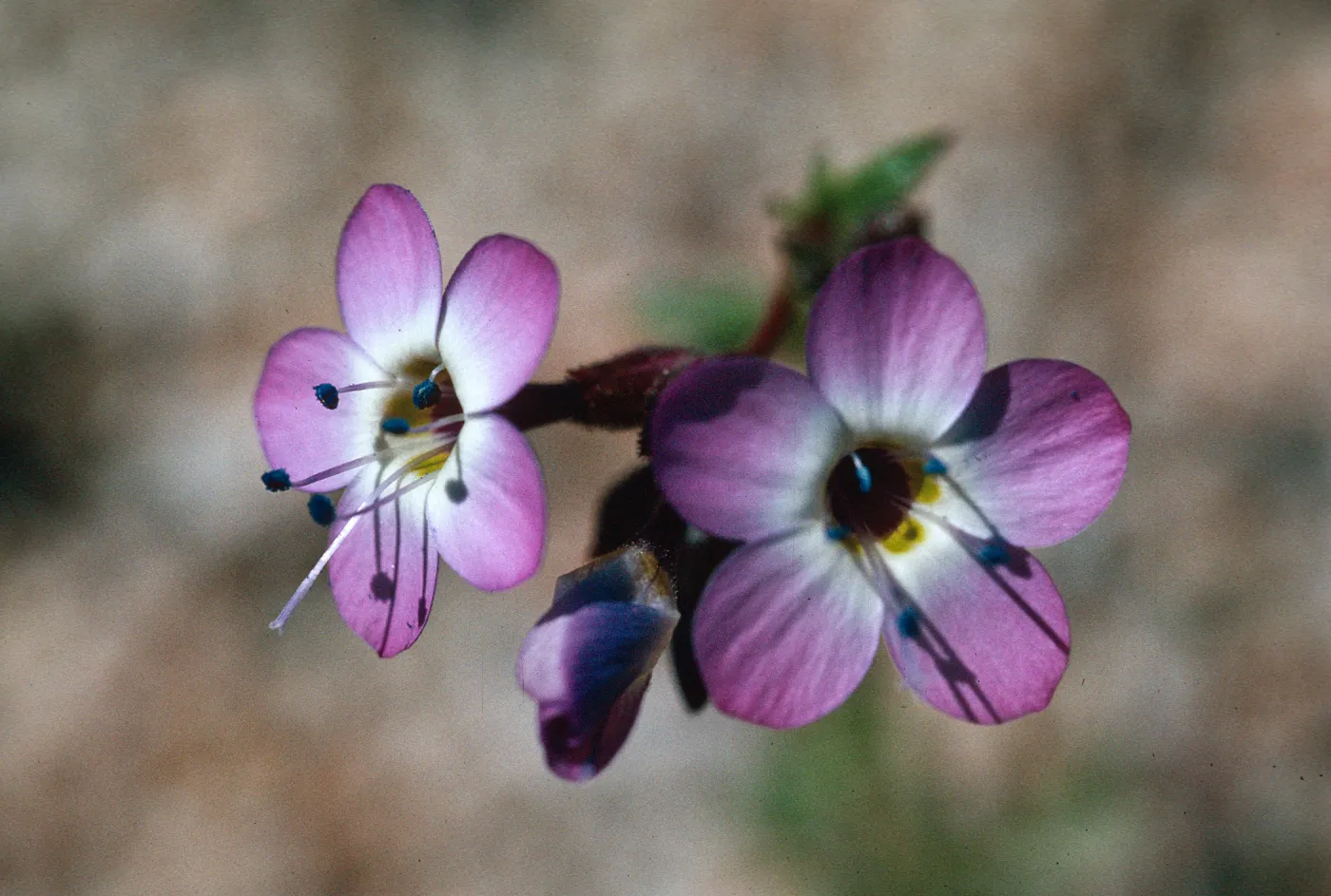 Gilia latiflora, Calico Hills