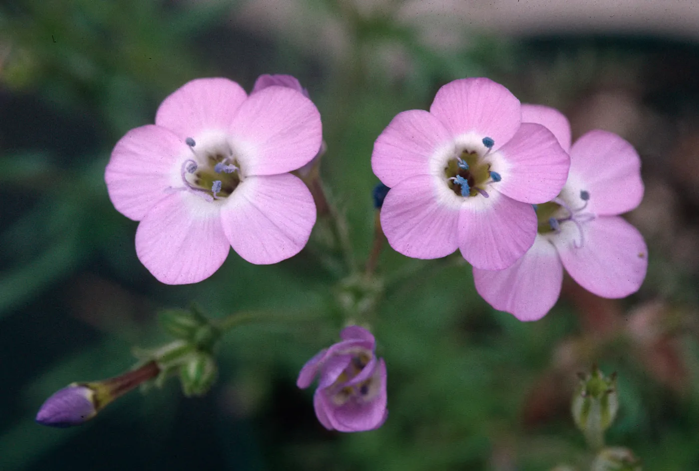 Gilia tenuiflora hoffmannii, Skunk Point, Santa Rosa Island