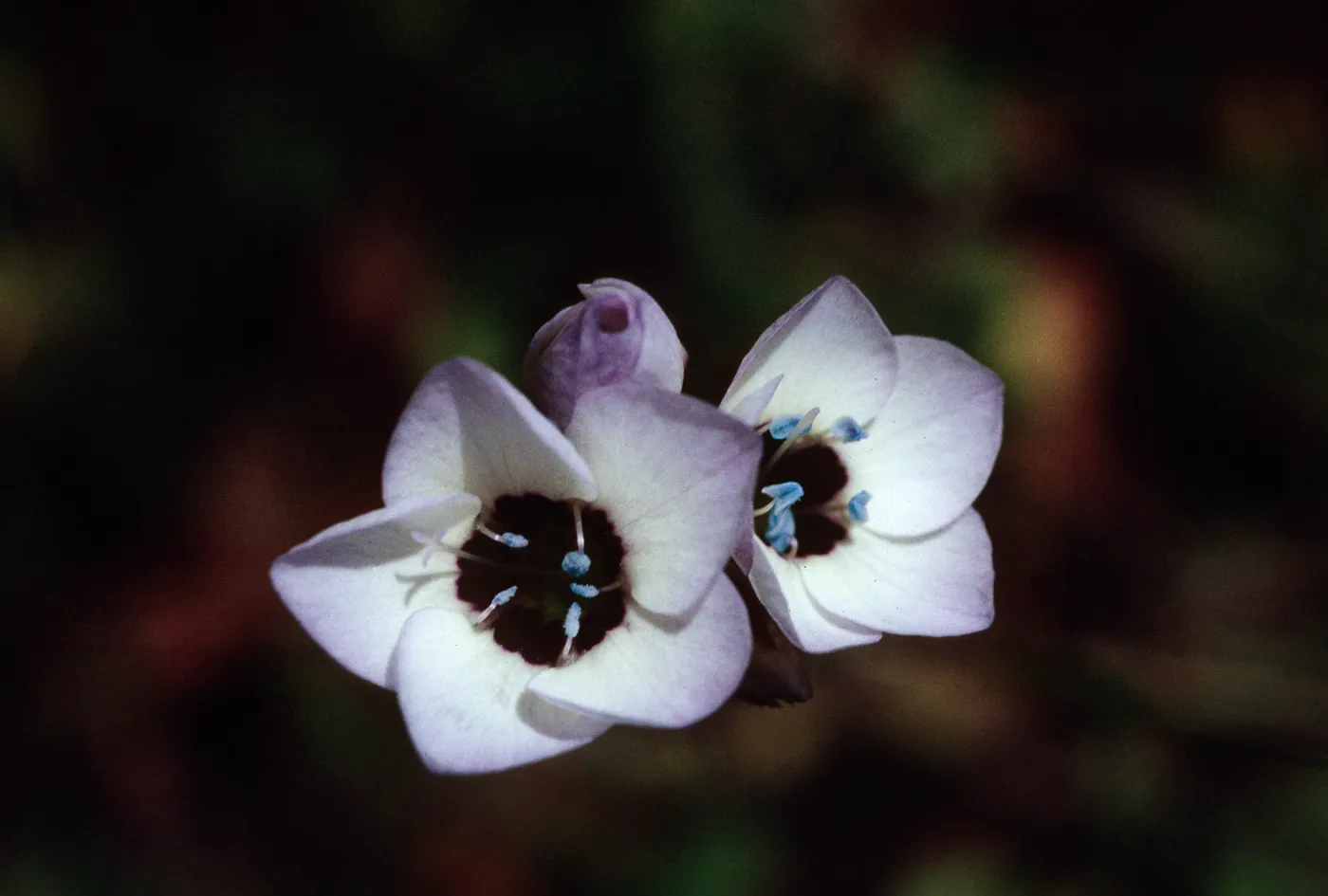 Gilia tricolor, Mt. Hamilton